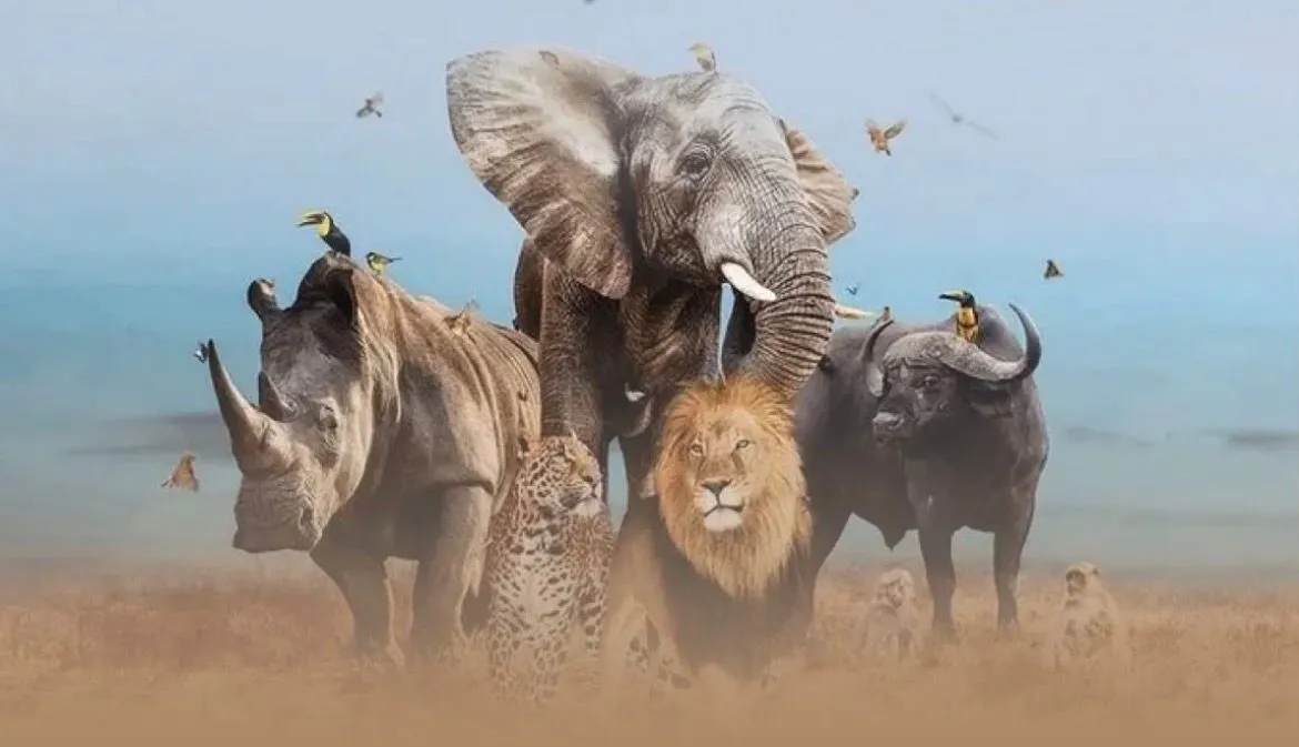 The Big Five - Elephant, Lion, Rhino, Leopard & Buffalo on safari