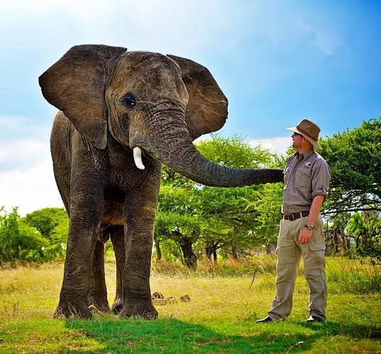 Elephant encounter on South African safari